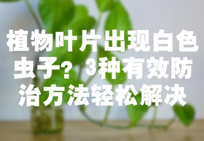 植物叶片出现白色虫子？3种有效防治方法轻松解决