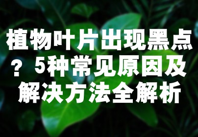 植物叶片出现黑点？5种常见原因及解决方法全解析