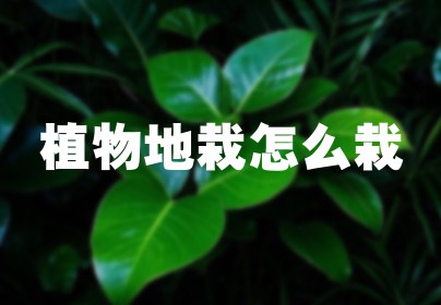 植物地栽怎么栽
