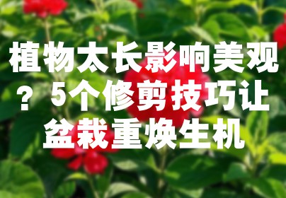植物太长影响美观？5个修剪技巧让盆栽重焕生机
