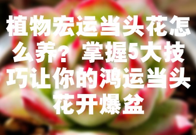 植物宏运当头花怎么养？掌握5大技巧让你的鸿运当头花开爆盆