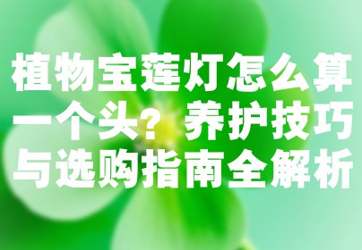 植物宝莲灯怎么算一个头？养护技巧与选购指南全解析