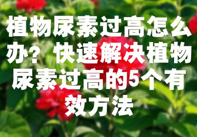 植物尿素过高怎么办？快速解决植物尿素过高的5个有效方法