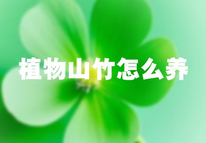 植物山竹怎么养