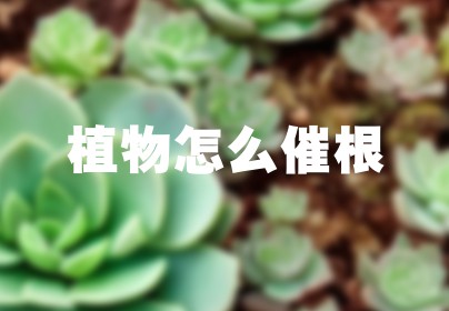 植物怎么催根