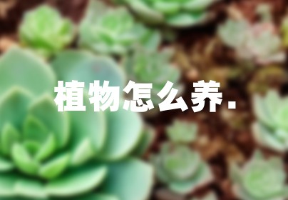 植物怎么养.