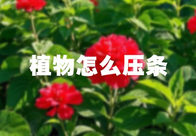 植物怎么压条