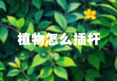 植物怎么插杆