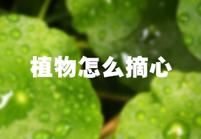 植物怎么摘心