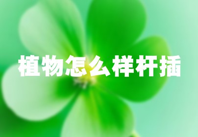 植物怎么样杆插