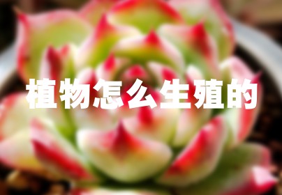 植物怎么生殖的