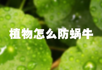 植物怎么防蜗牛