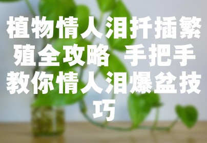 植物情人泪扦插繁殖全攻略 手把手教你情人泪爆盆技巧