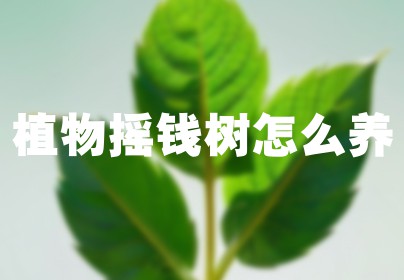 植物摇钱树怎么养