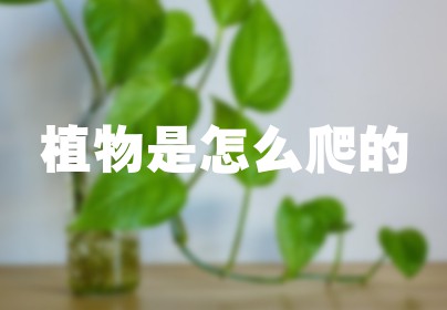 植物是怎么爬的