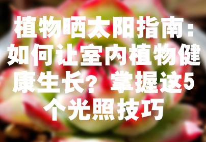 植物晒太阳指南：如何让室内植物健康生长？掌握这5个光照技巧