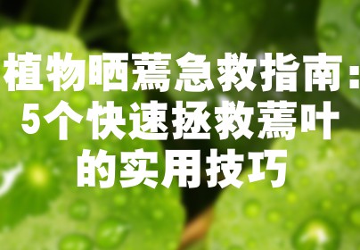 植物晒蔫急救指南：5个快速拯救蔫叶的实用技巧