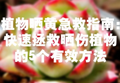 植物晒黄急救指南：快速拯救晒伤植物的5个有效方法