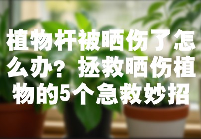植物杆被晒伤了怎么办？拯救晒伤植物的5个急救妙招
