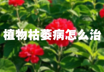 植物枯萎病怎么治