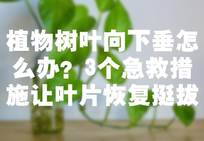 植物树叶向下垂怎么办？3个急救措施让叶片恢复挺拔