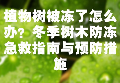 植物树被冻了怎么办？冬季树木防冻急救指南与预防措施