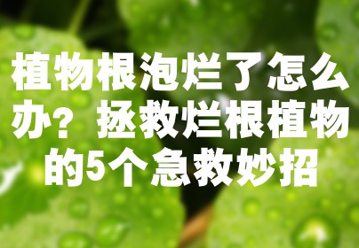 植物根泡烂了怎么办？拯救烂根植物的5个急救妙招