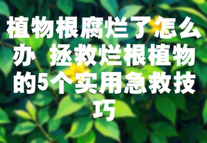 植物根腐烂了怎么办 拯救烂根植物的5个实用急救技巧