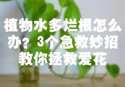 植物水多烂根怎么办？3个急救妙招教你拯救爱花