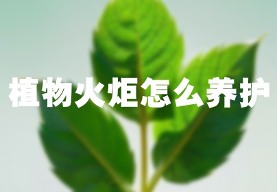植物火炬怎么养护