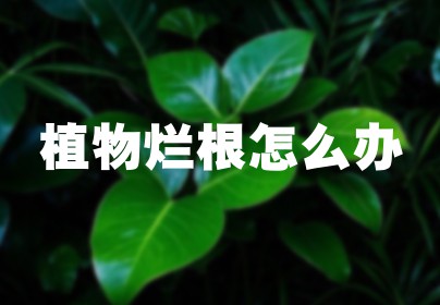 植物烂根怎么办