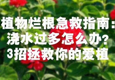 植物烂根急救指南：浇水过多怎么办？3招拯救你的爱植