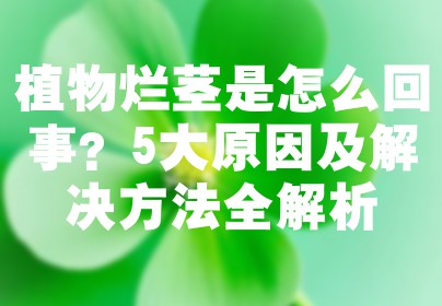 植物烂茎是怎么回事？5大原因及解决方法全解析