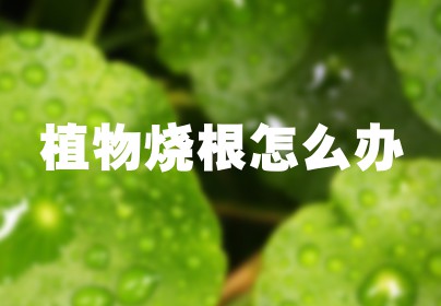 植物烧根怎么办