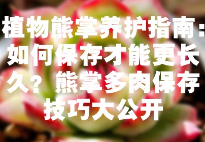 植物熊掌养护指南：如何保存才能更长久？熊掌多肉保存技巧大公开