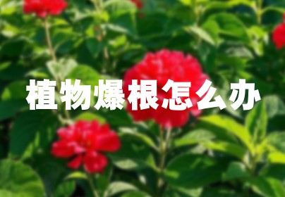 植物爆根怎么办