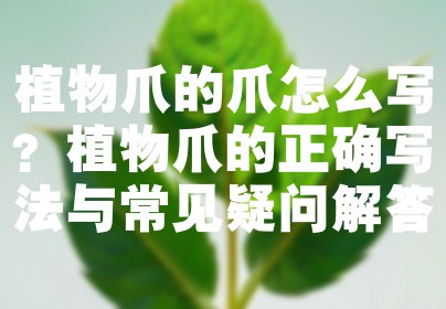 植物爪的爪怎么写？植物爪的正确写法与常见疑问解答