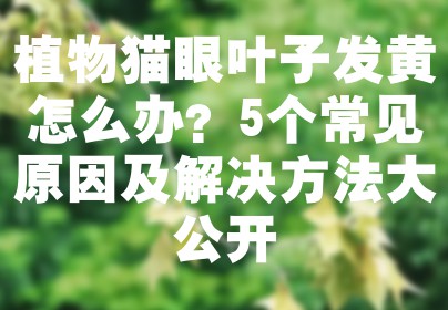 植物猫眼叶子发黄怎么办？5个常见原因及解决方法大公开
