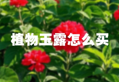 植物玉露怎么买