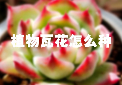 植物瓦花怎么种