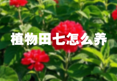 植物田七怎么养