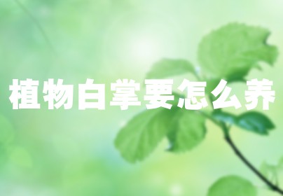 植物白掌要怎么养