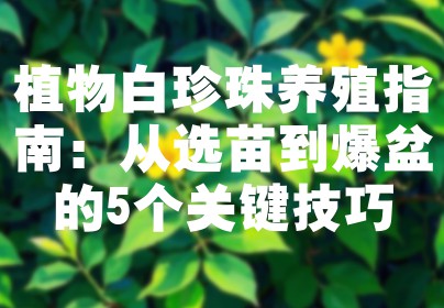 植物白珍珠养殖指南：从选苗到爆盆的5个关键技巧