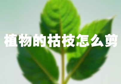 植物的枯枝怎么剪
