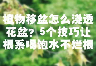 植物移盆怎么浇透花盆？5个技巧让根系喝饱水不烂根