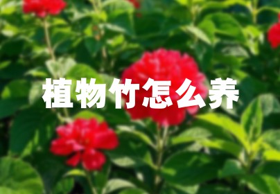 植物竹怎么养
