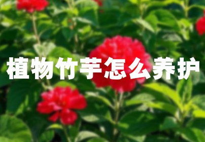 植物竹芋怎么养护