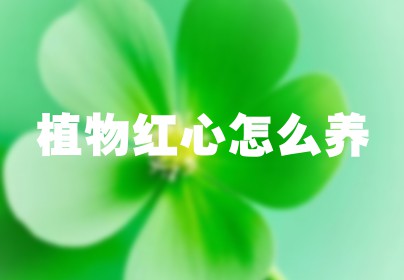 植物红心怎么养