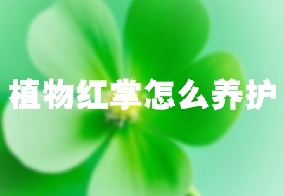 植物红掌怎么养护