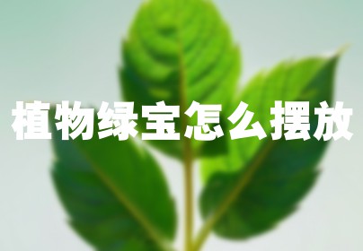 植物绿宝怎么摆放